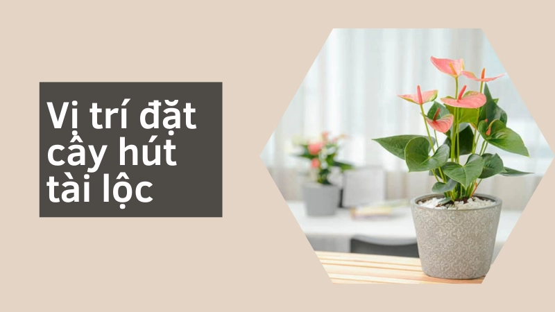 Vị trí đặt cây phong thủy kích hoạt vận may